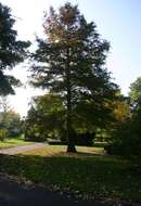 Image of Bald Cypress