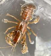 Image of Procambarus gracilis (Bundy 1876)