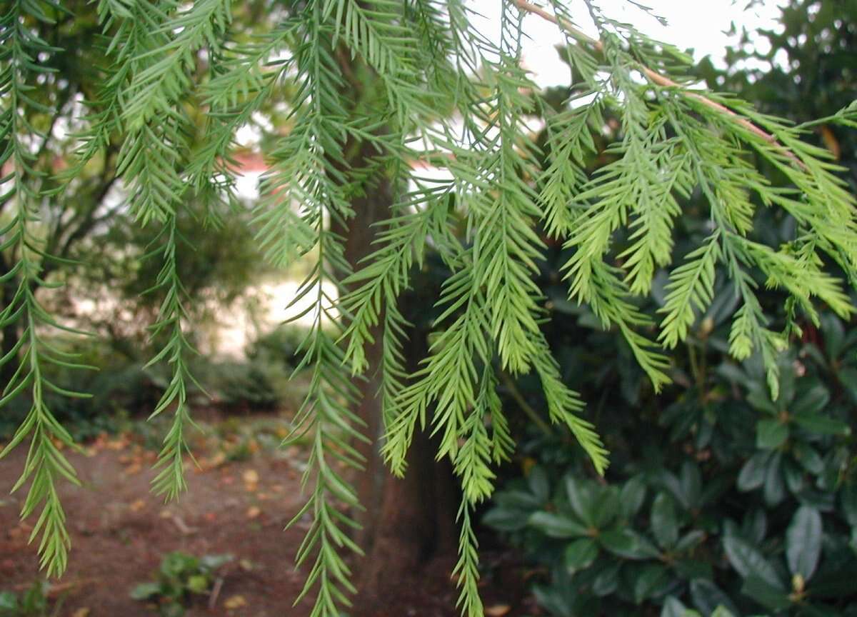 Image of Bald Cypress