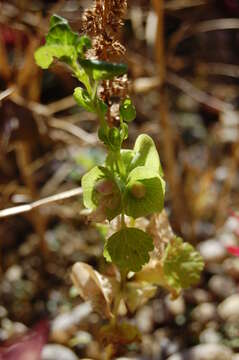 Image of shellflower