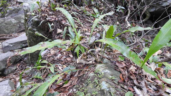 Image of Fortune's Ribbon Fern