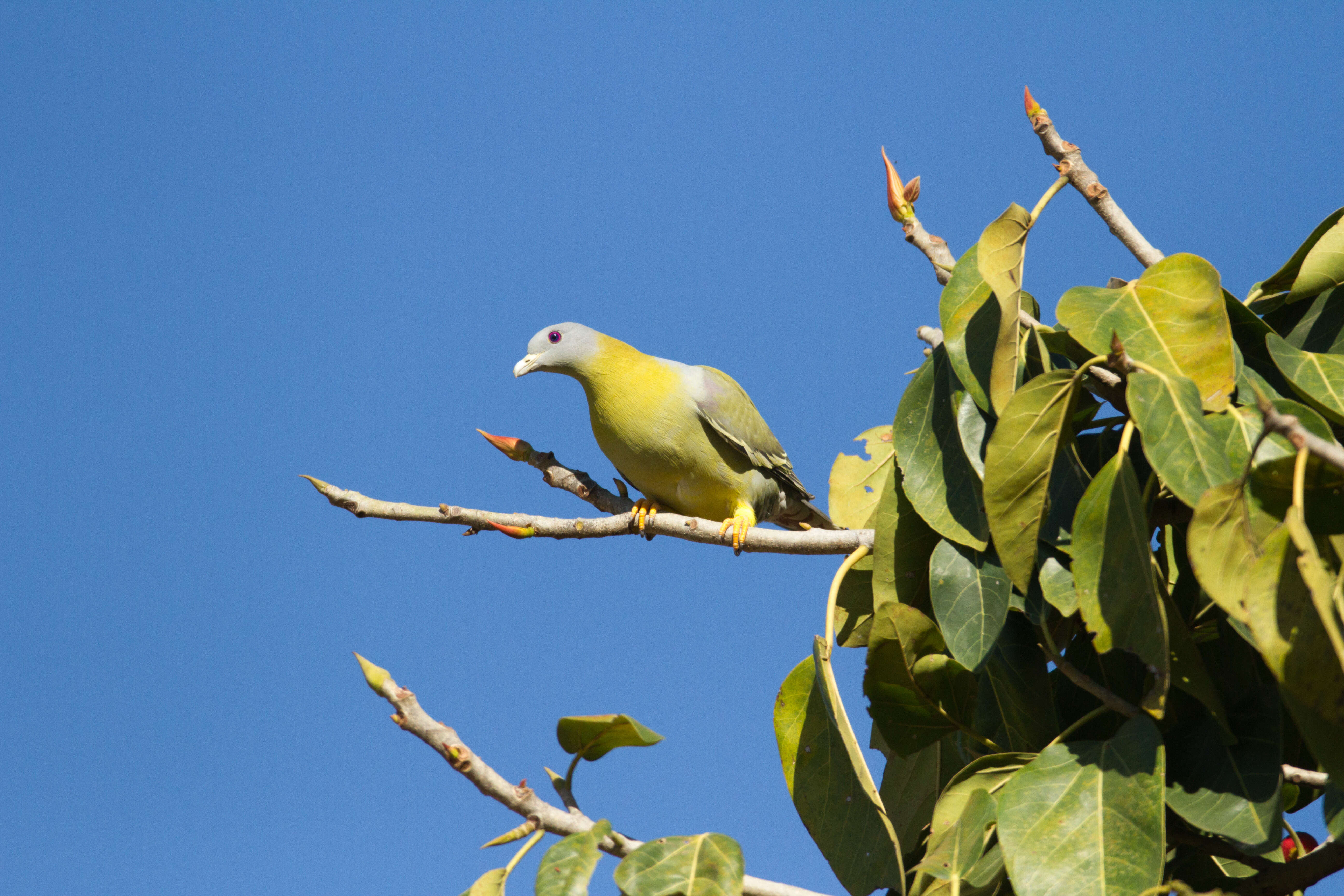 Image of Yellow-footed Green Pigeon