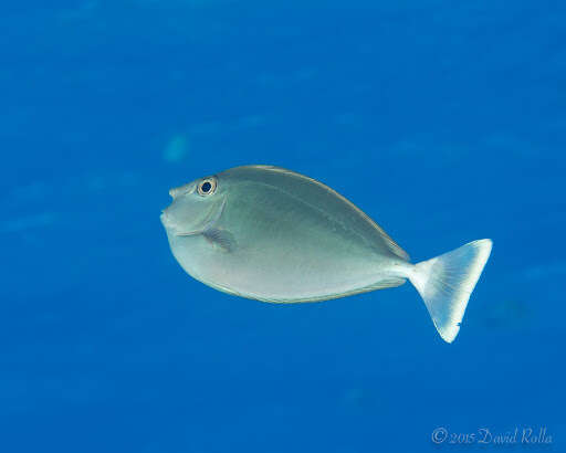 Image of Brown Unicornfish