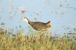 Image of White-breasted Waterhen