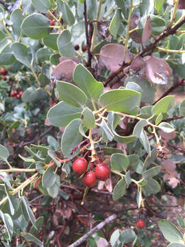 Image of bigberry manzanita