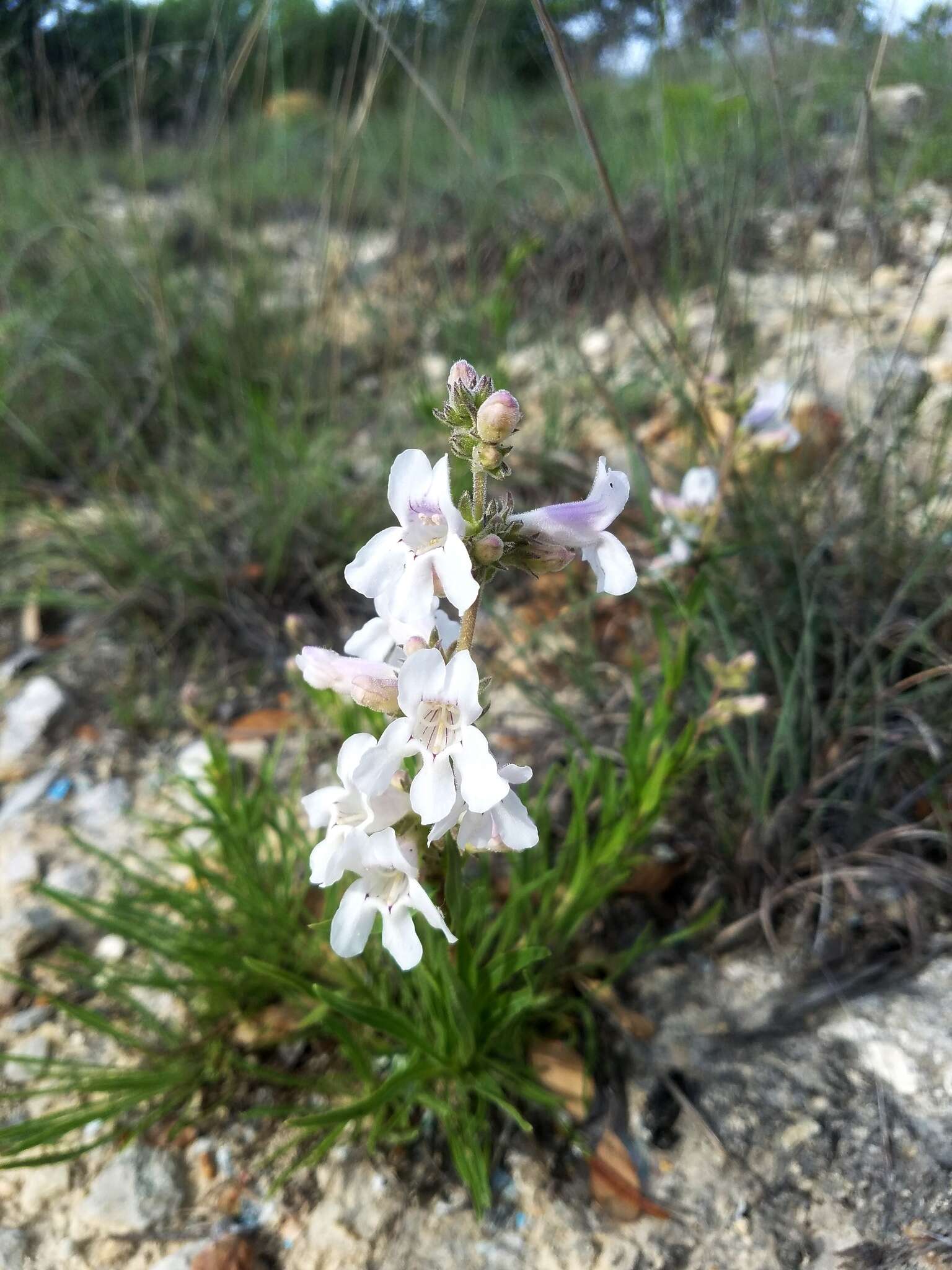 Image of Guadalupe beardtongue