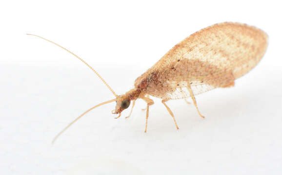 Image of brown lacewings