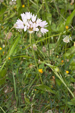 Image of Allium roseum L.