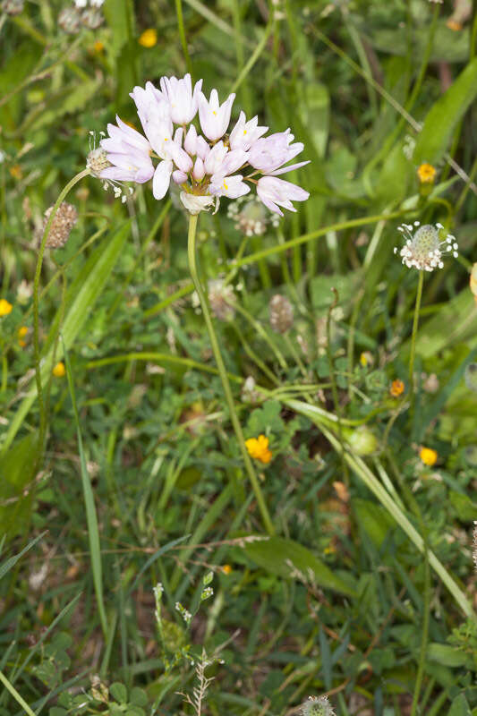 Image of Allium roseum L.