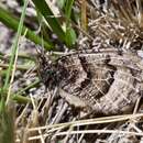 Image de Oeneis alberta capulinensis Brown 1970