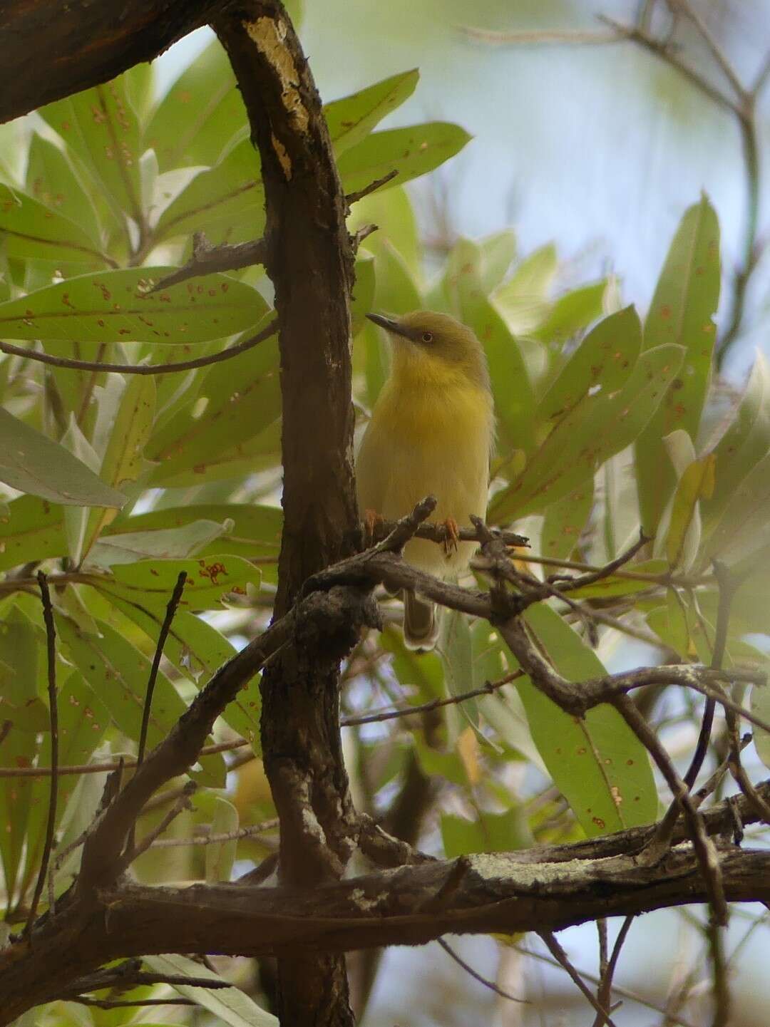 Image of Green-capped Eremomela