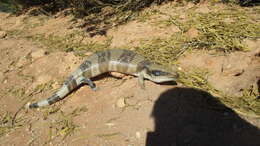 Image of Western blue-tongued lizard