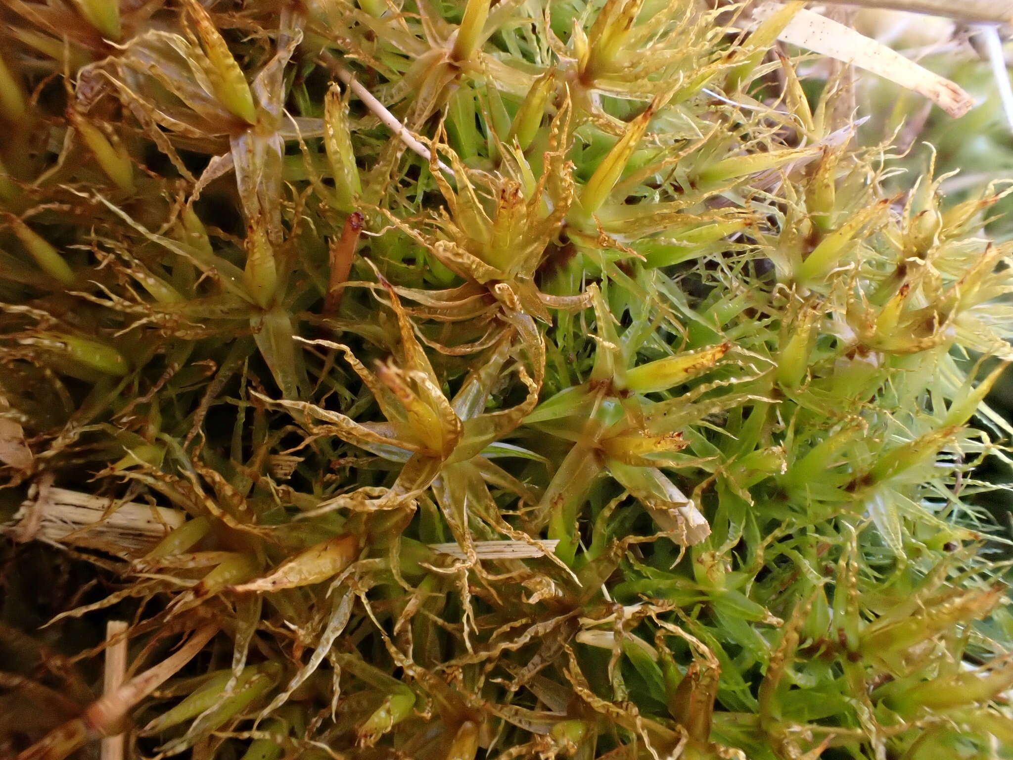 Image of Bonjean's dicranum moss