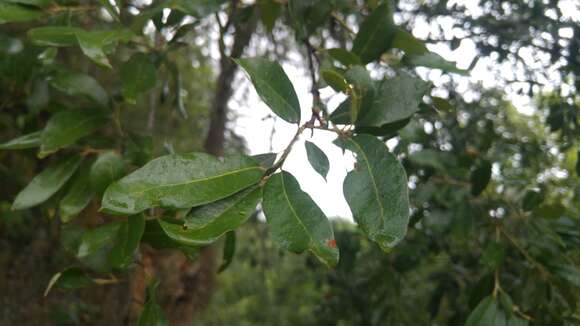 Imagem de Quercus vaseyana Buckley