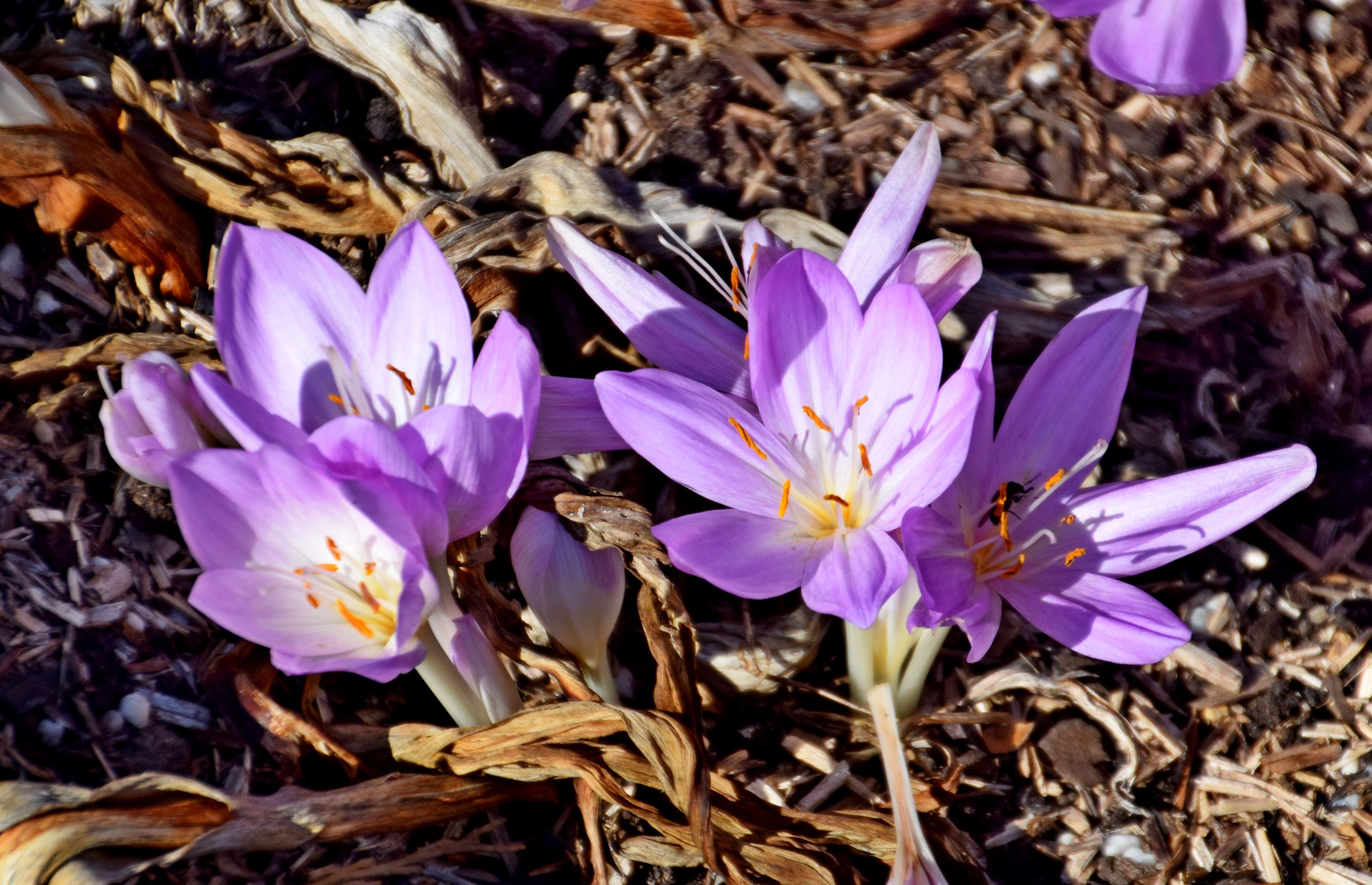 Image of Autumn crocus