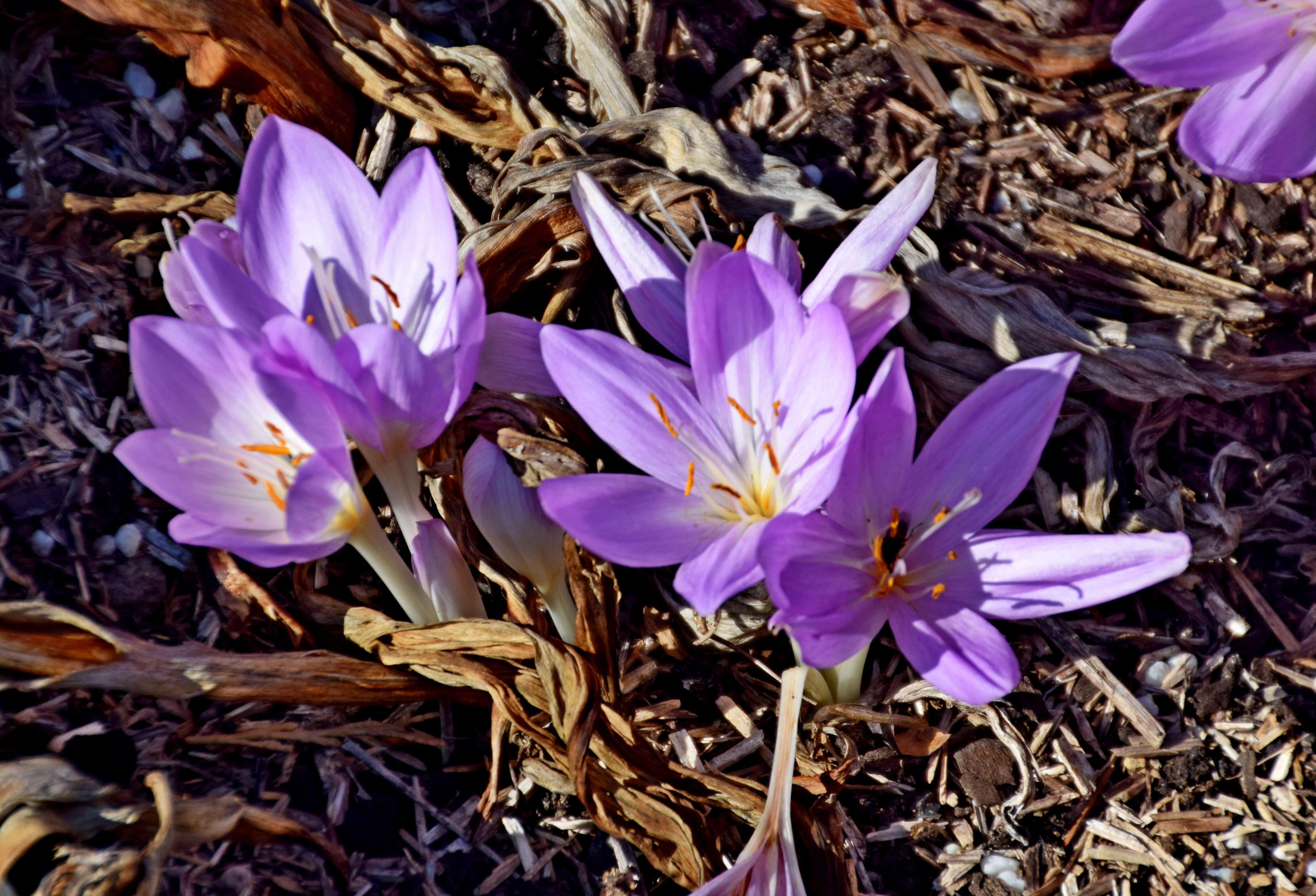 Image of Autumn crocus