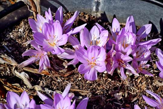 Image of Autumn crocus