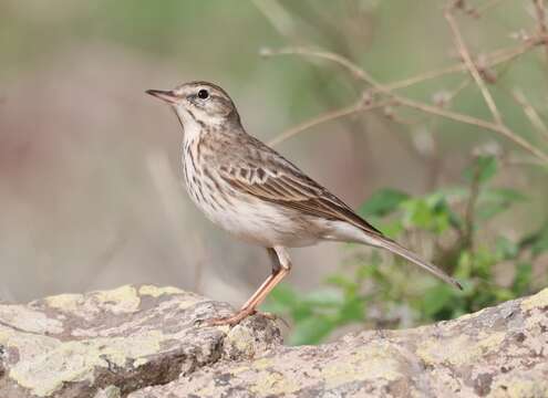 Sivun <i>Anthus berthelotii madeirensis</i> kuva