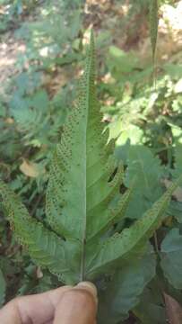 Image of Tectaria subtriphylla (Hook. & Arn.) Copel.