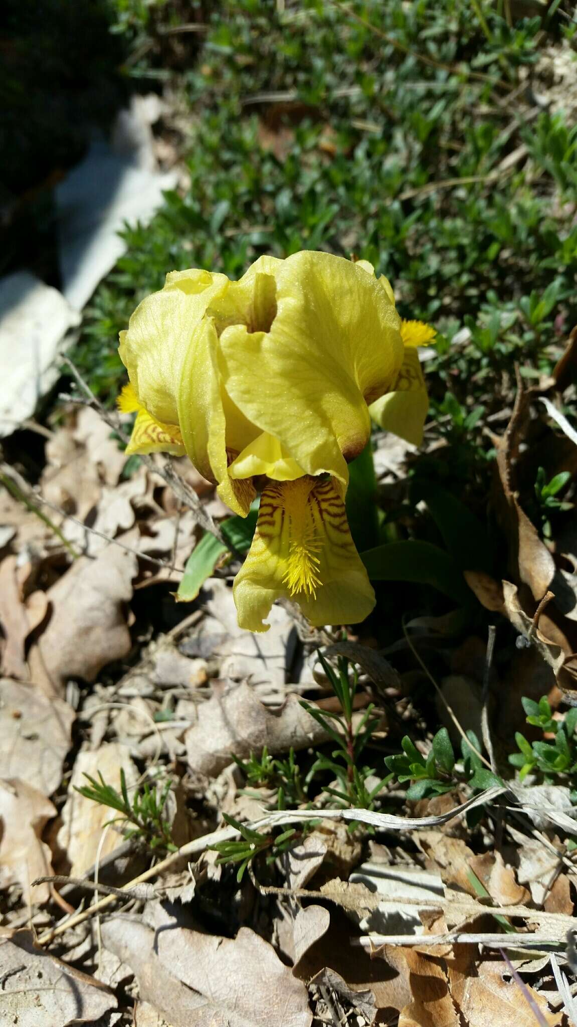 Image of Iris pumila subsp. attica (Boiss. & Heldr.) K. Richt.