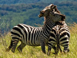 Image of zebra