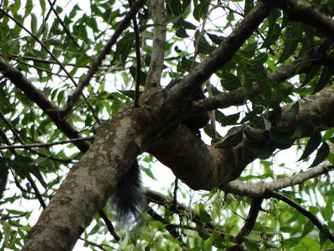 Imagem de Sciurus stramineus Eydoux & Souleyet 1841