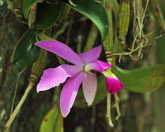 Image of Violet Cattleya