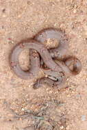 Image of Loos Snake