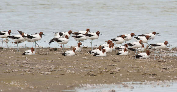 Image of Australian Red-necked Avocet