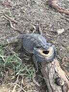 Image of Bearded Dragon