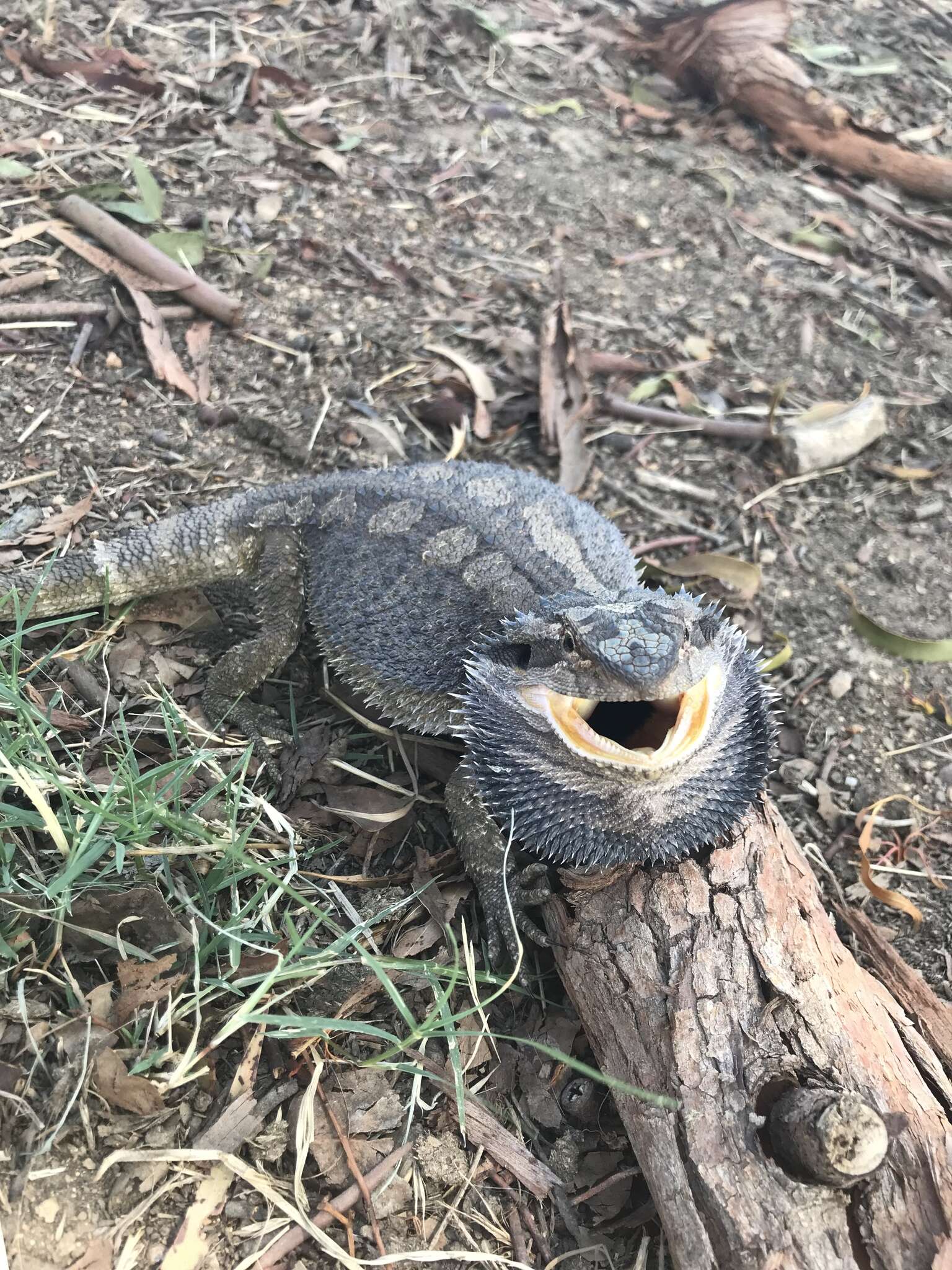 Image of Bearded Dragon