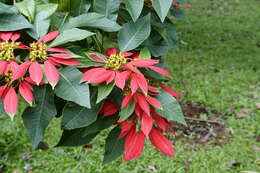 Image of poinsettia