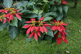 Image of poinsettia