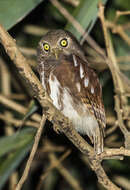 Image of Javan Owlet