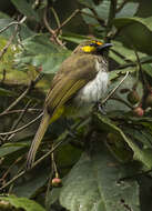 Image of Orange-spotted Bulbul