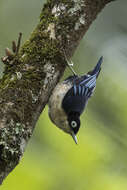 Image of Blue Nuthatch