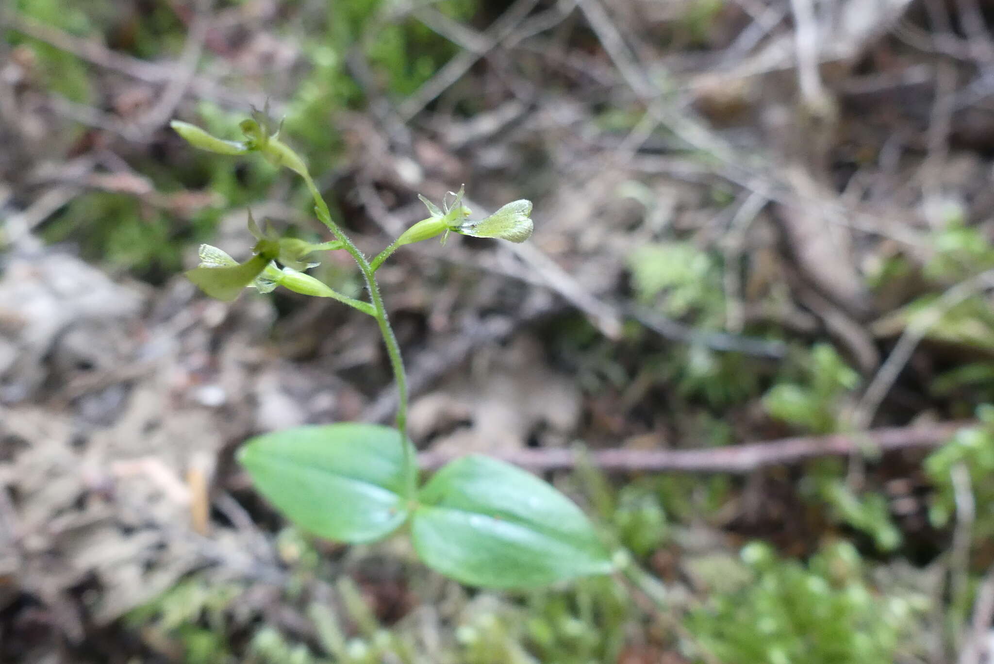 Neottia banksiana (Lindl.) Rchb. fil. resmi