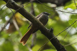 Image of Rufous-tailed Fantail