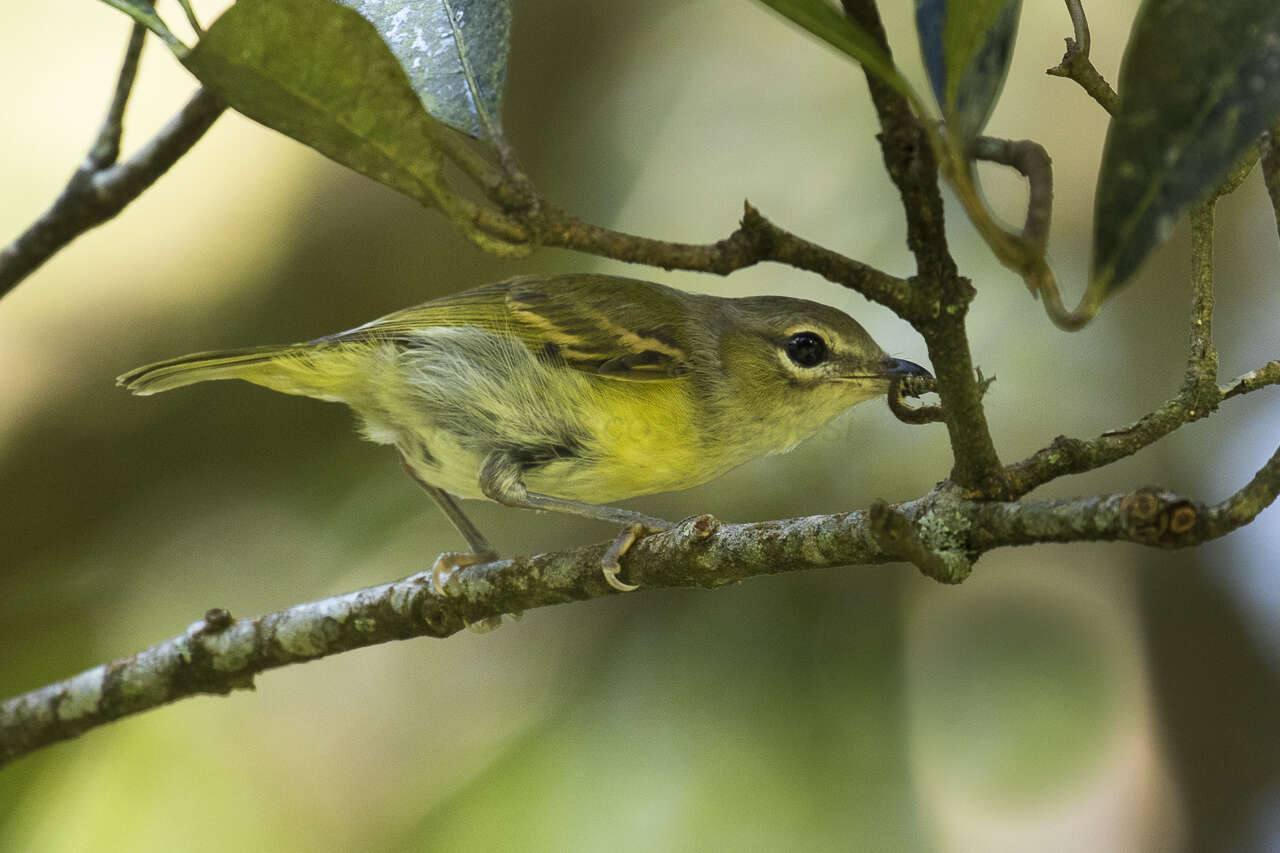 Imagem de Pteruthius aenobarbus (Temminck 1836)