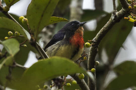 Image of Blood-breasted Flowerpecker