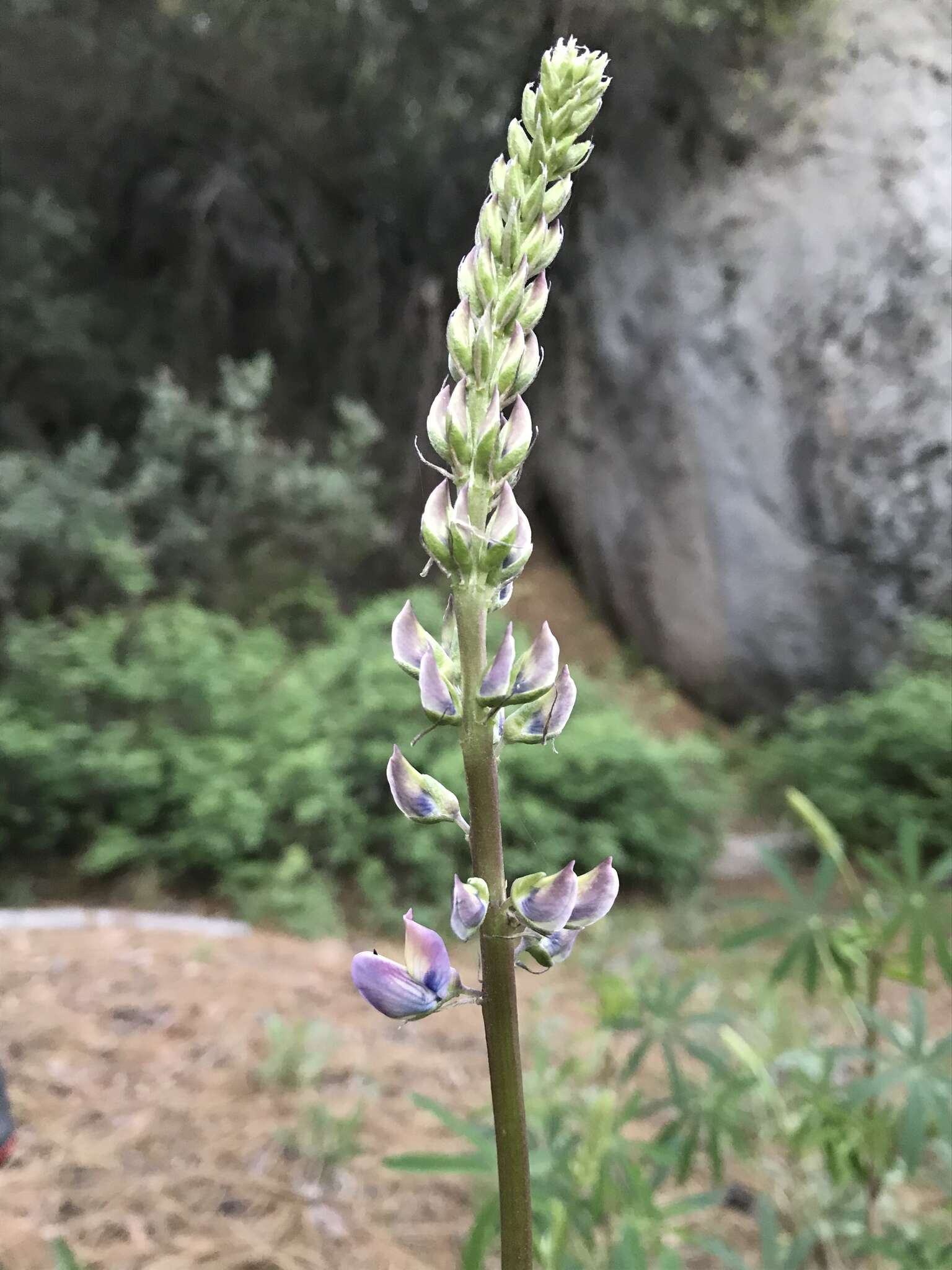 Image of Lupinus latifolius subsp. wigginsii (C. P. Sm.) P. Kenney & D. B. Dunn