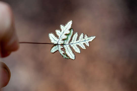 Image of Aleuritopteris argentea (S. G. Gmel.) Fée