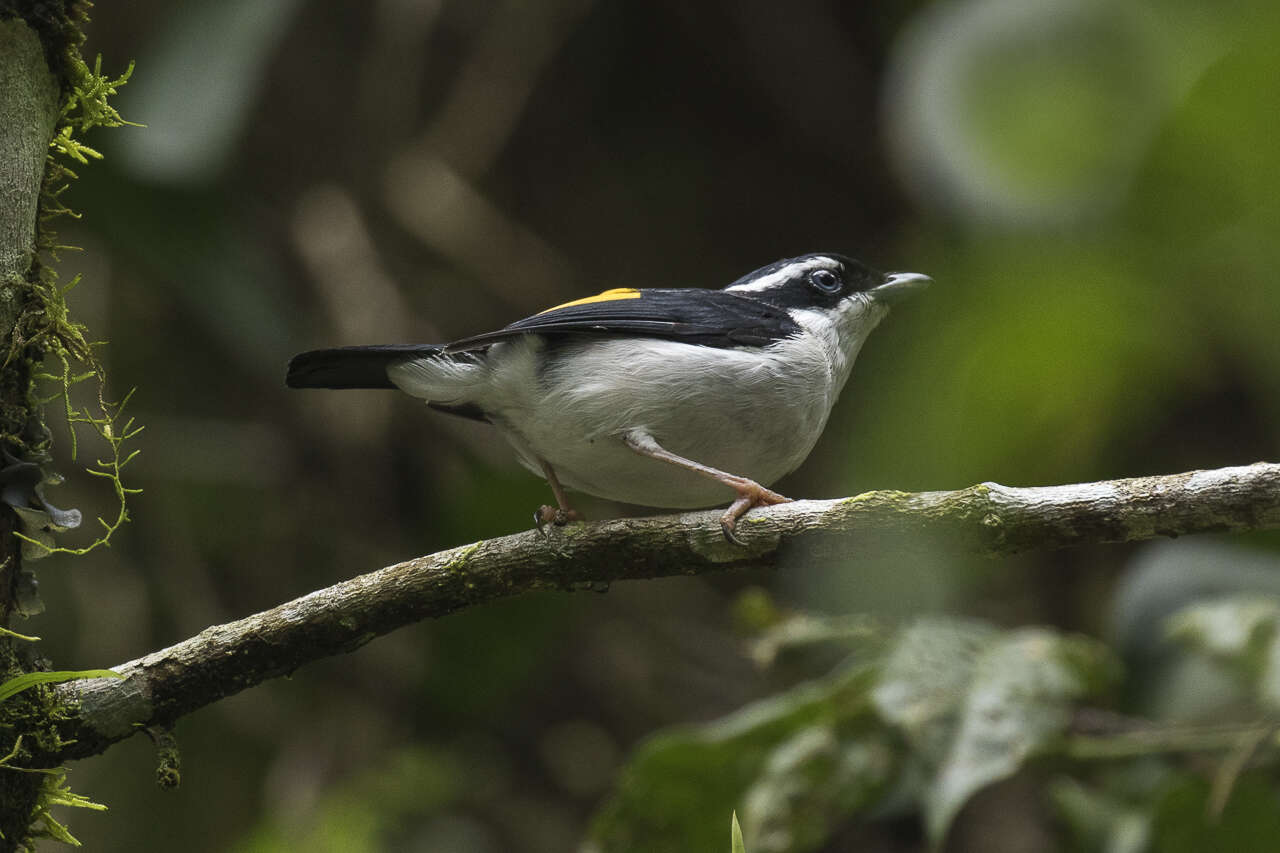 Imagem de Pteruthius flaviscapis (Temminck 1836)