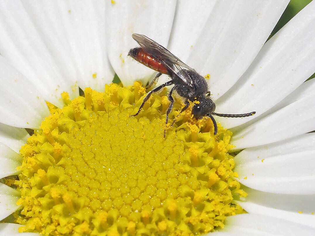 Image of Sphecodes ruficrus (Erichson 1835)