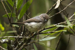 Image of bushtits