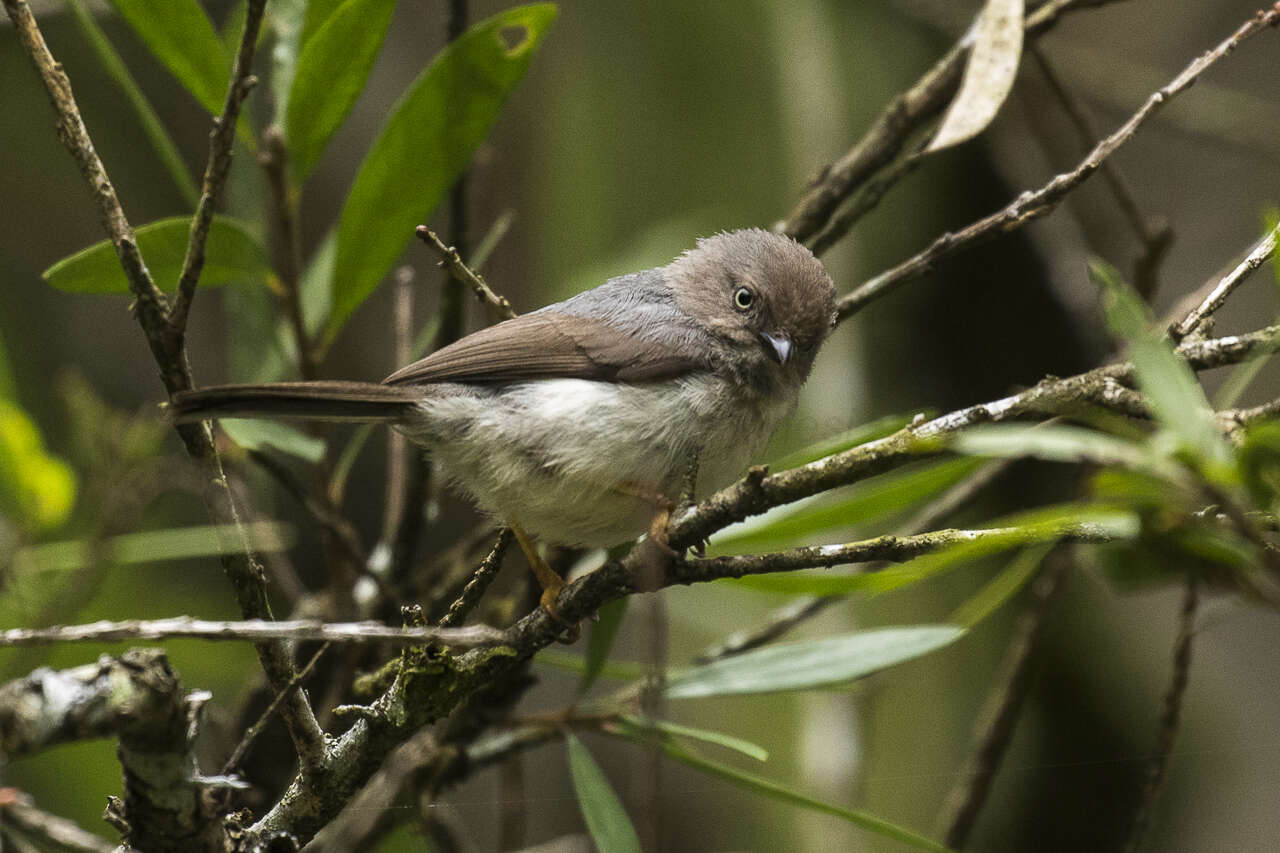 Image of bushtits