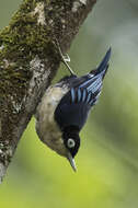 Image of Blue Nuthatch