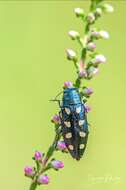 Image of eight-spotted Buprestis