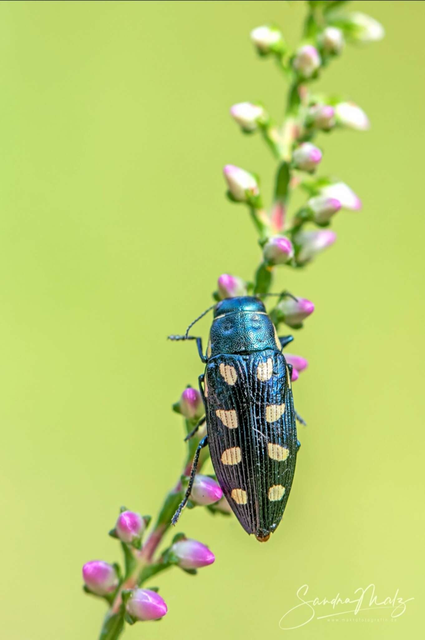 Image of eight-spotted Buprestis