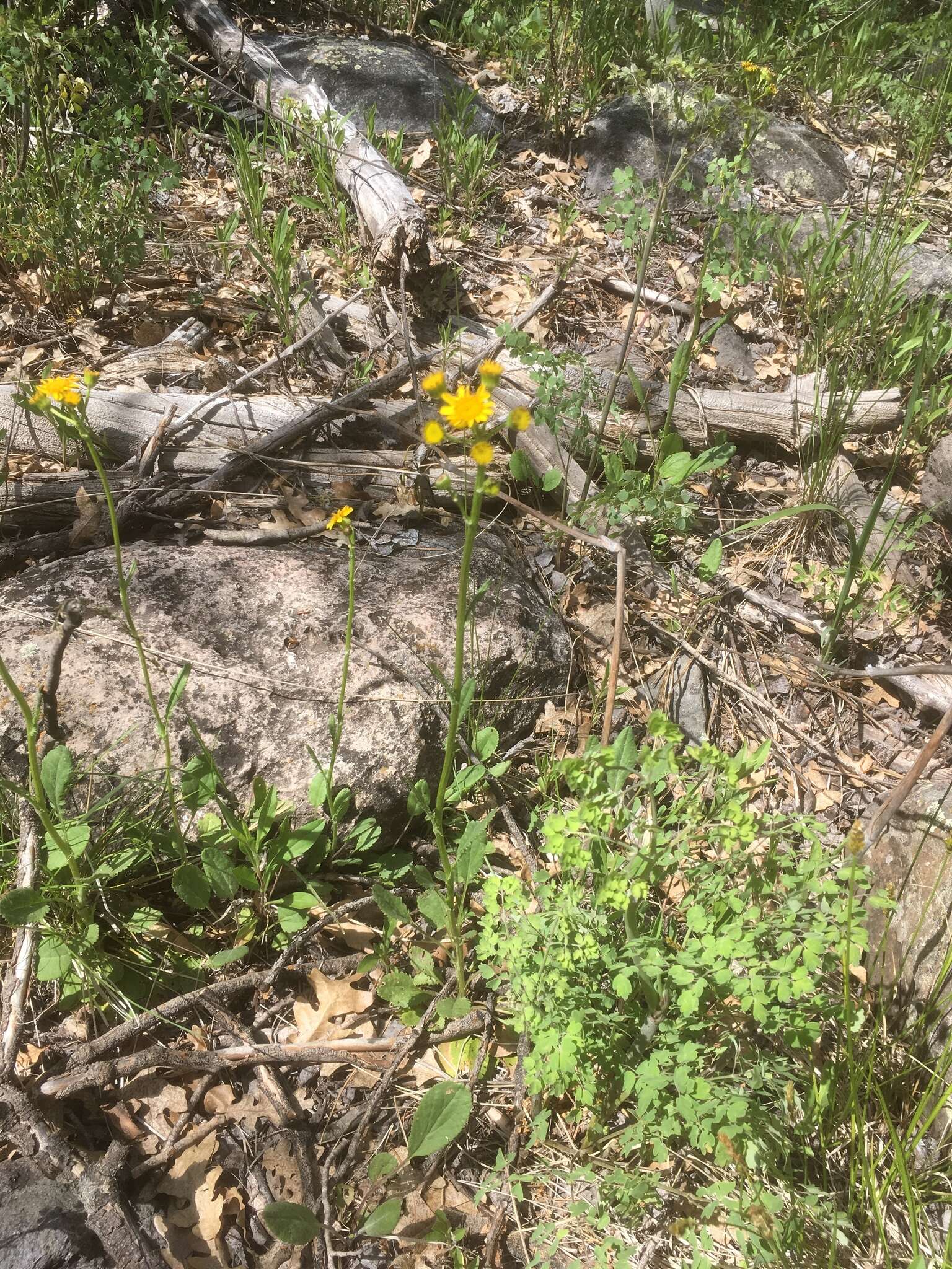 Image of Hart's Groundsel